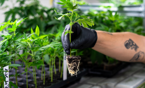 Cannabis Stecklinge & Zubehör online kaufen